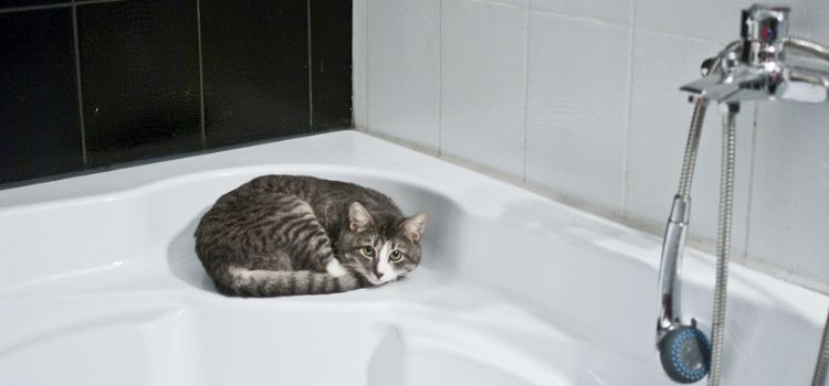 How to Give Your Cat a Bath that Hates Water