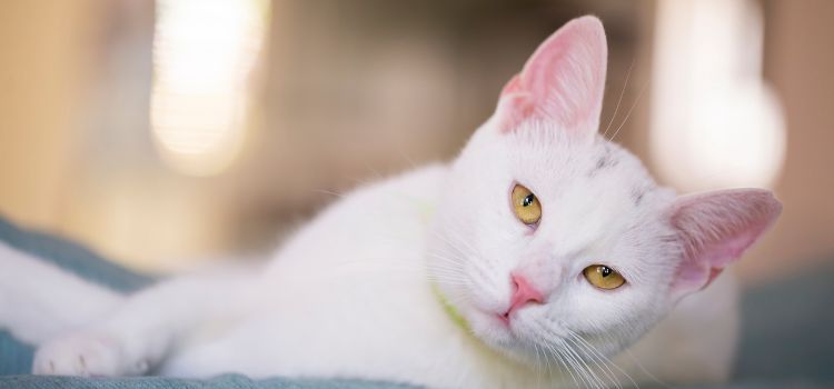 What Does a White Cat Symbolize