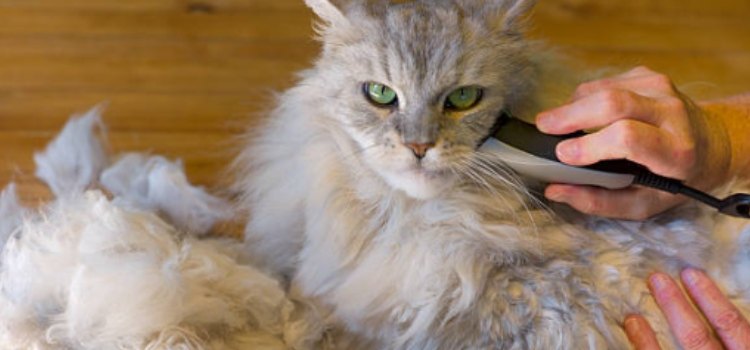 Guide: How to Shave a Cat That Hates It