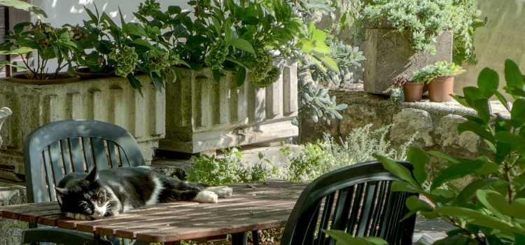 How to keep cats off outdoor furniture